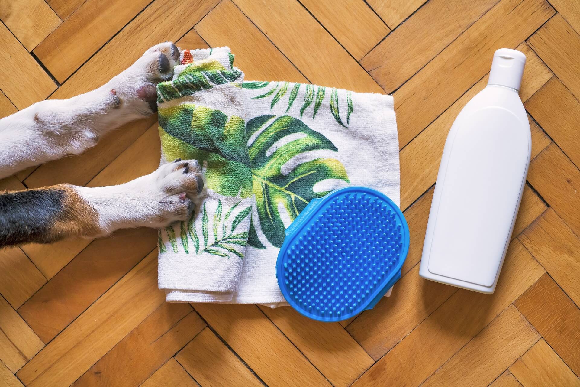 grooming for dogs and cats